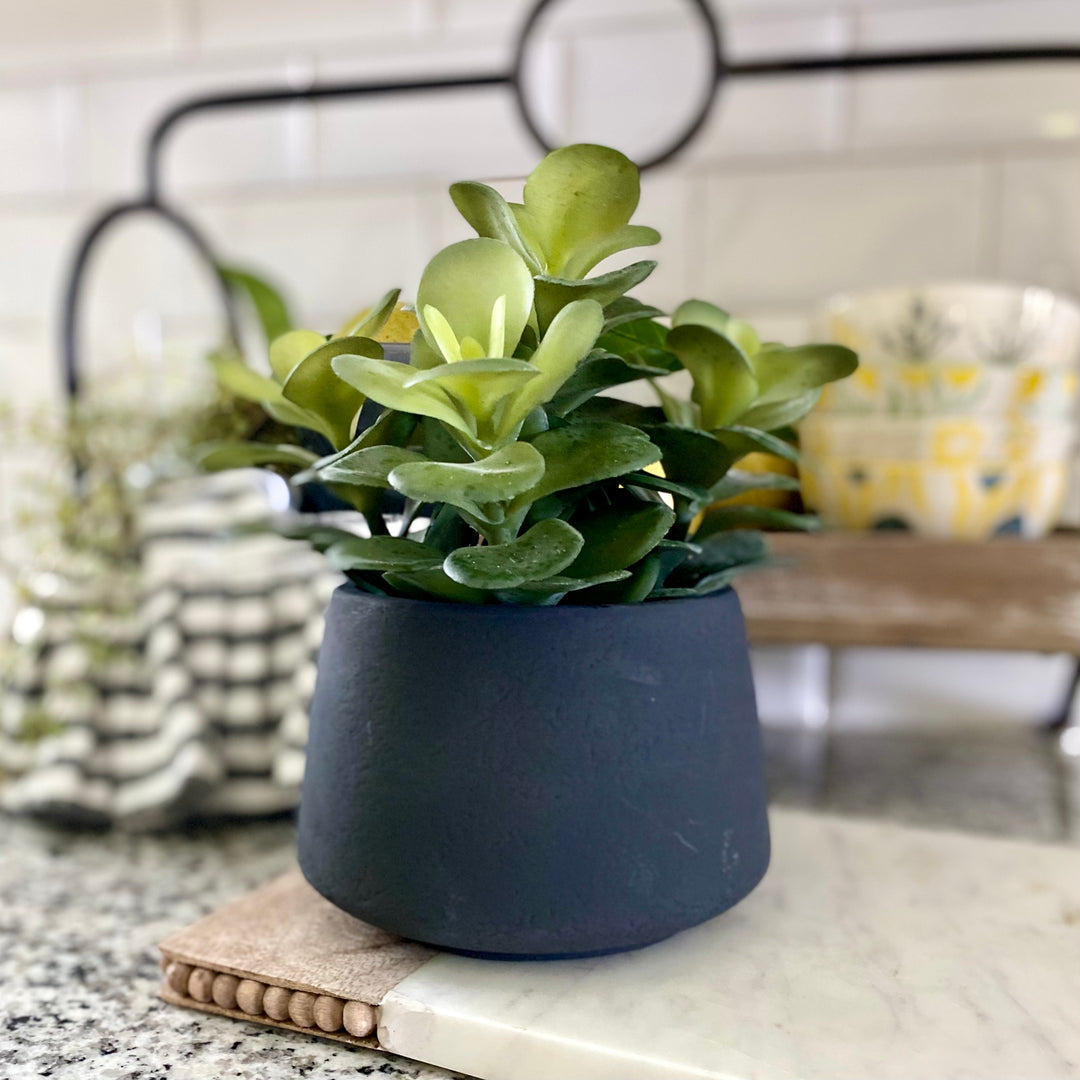 Black Potted Succulents
