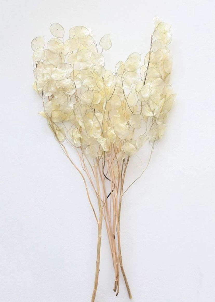 Set/3 Silver Dollar Stems