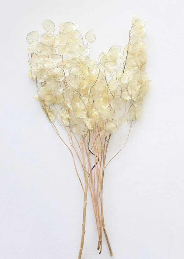 Set/3 Silver Dollar Stems