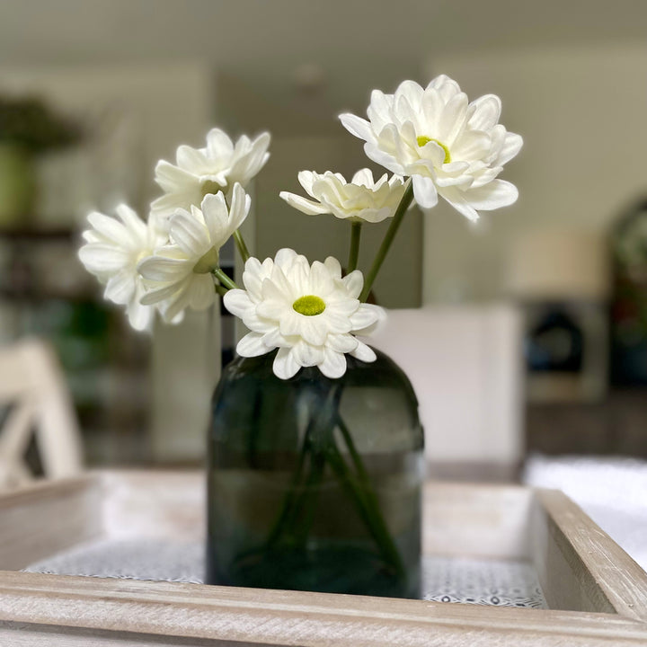White Daisy Bundle