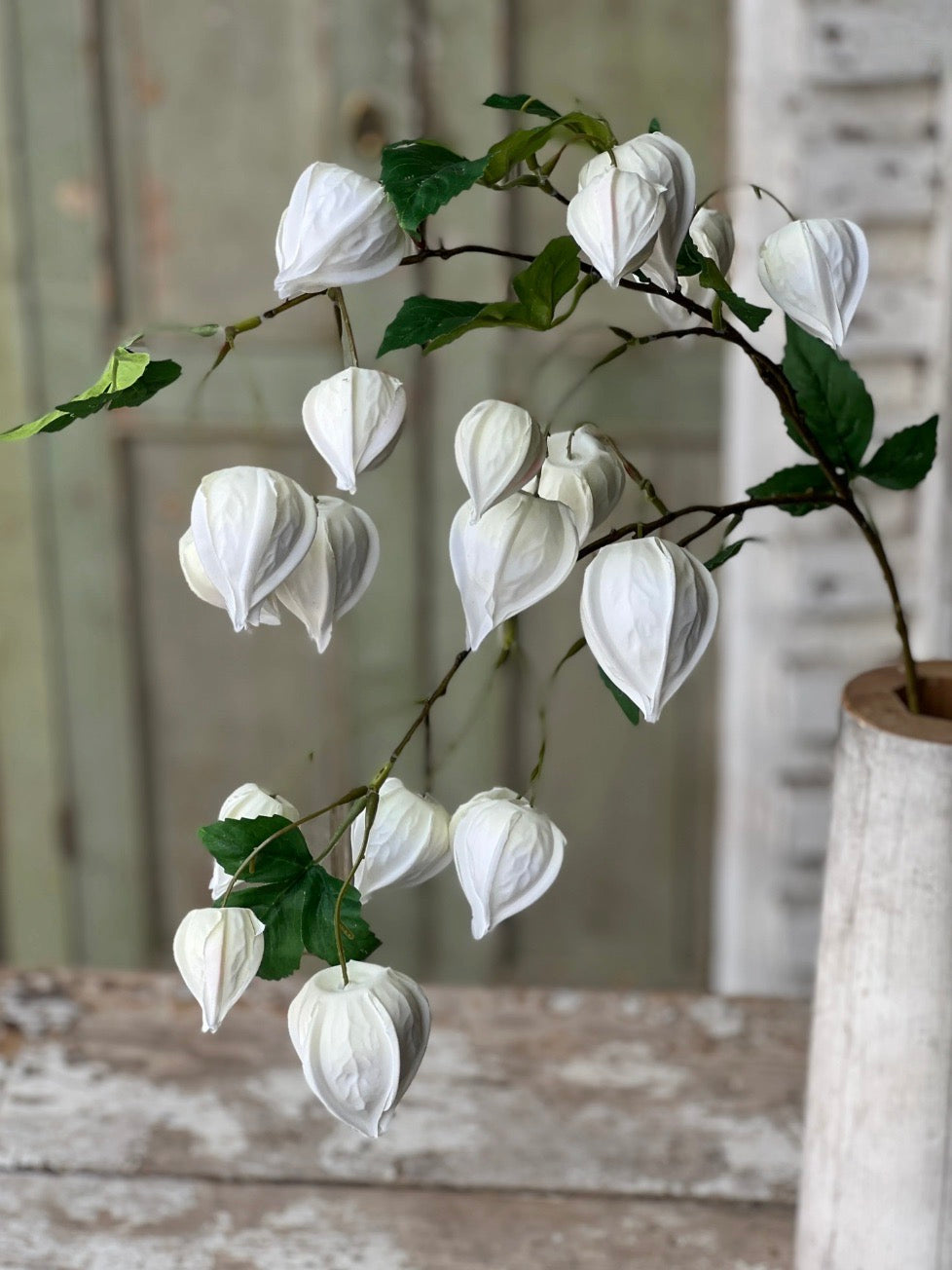 Set/3 White Lamplighter Buds