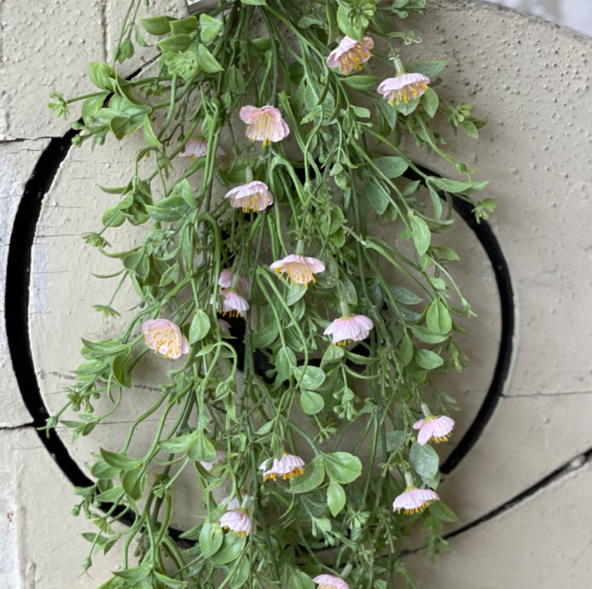Draping Pink Primrose