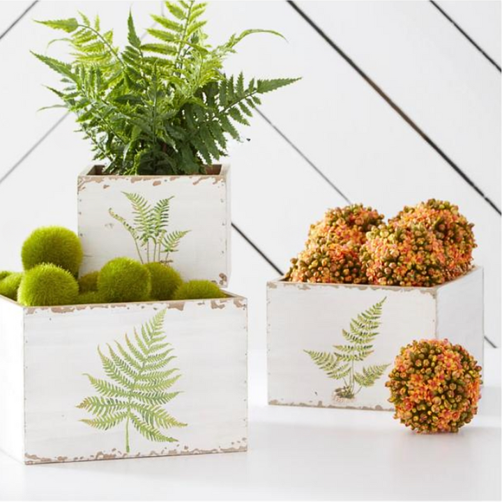 Set/3 Orange Succulent Kalanchoe Balls