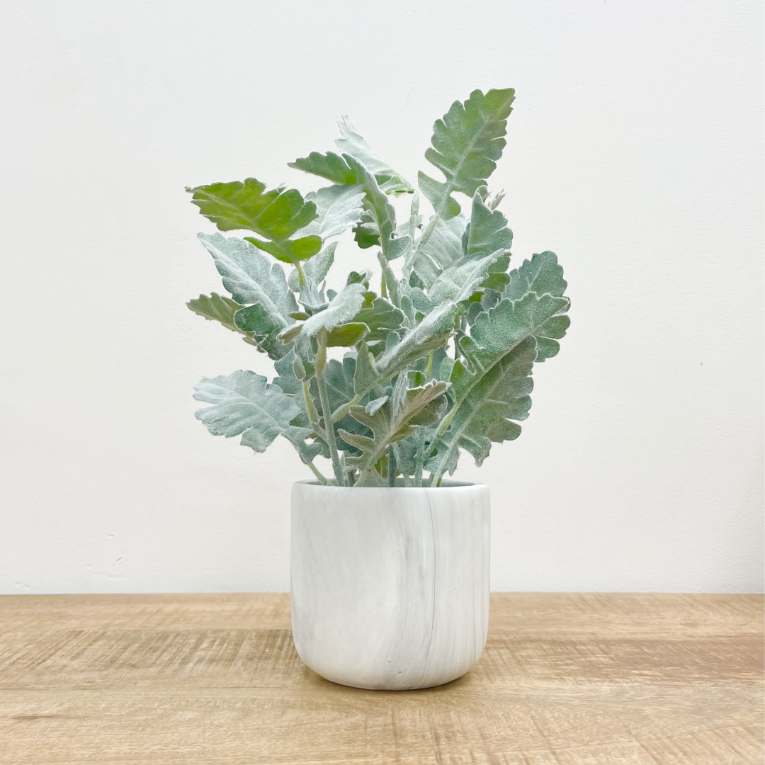 Potted Greenery