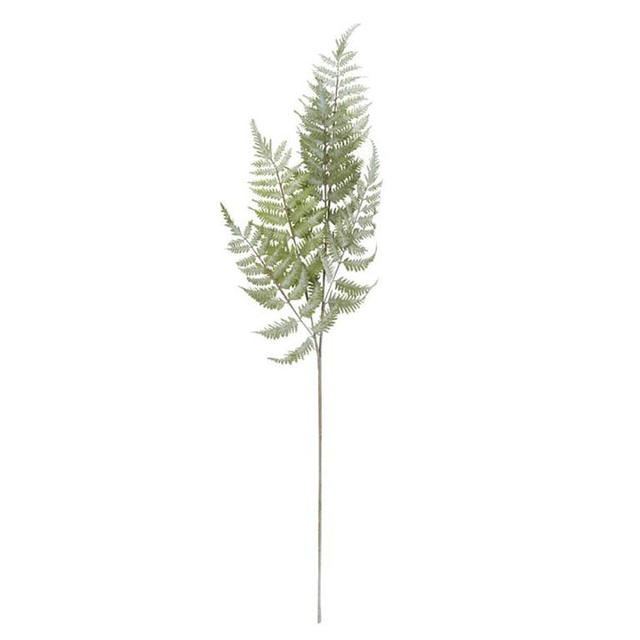 Ostrich Fern Stem