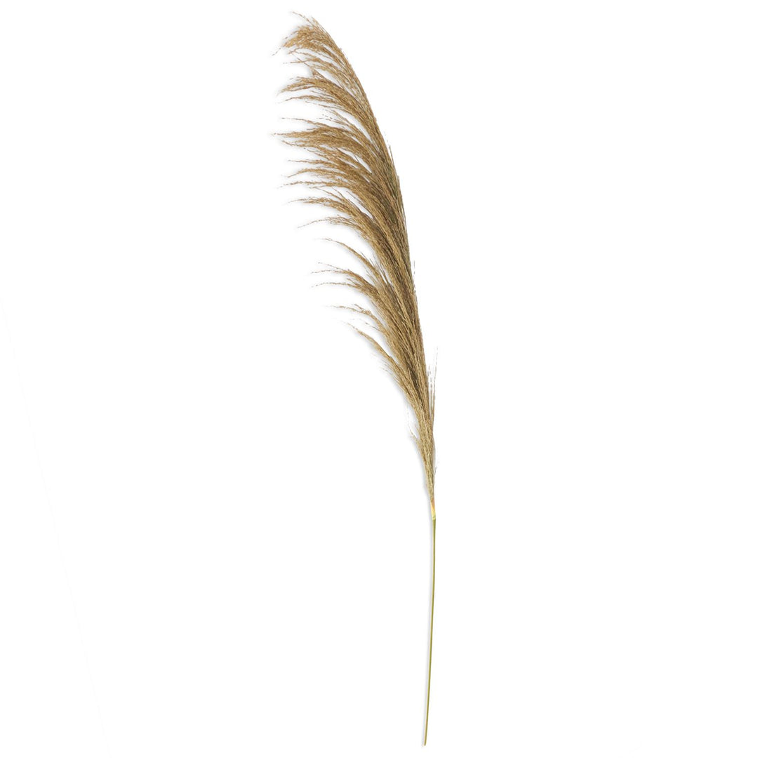 Natural Pampas Stem