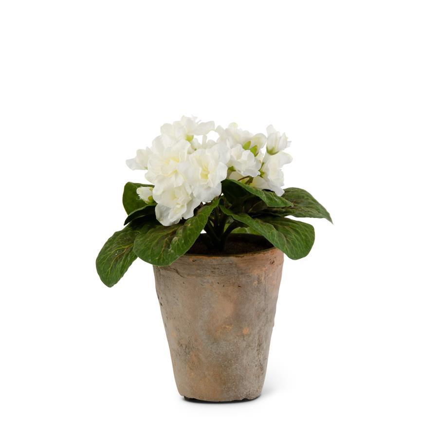 Small potted African plant with white flowers in a clay pot on a white background