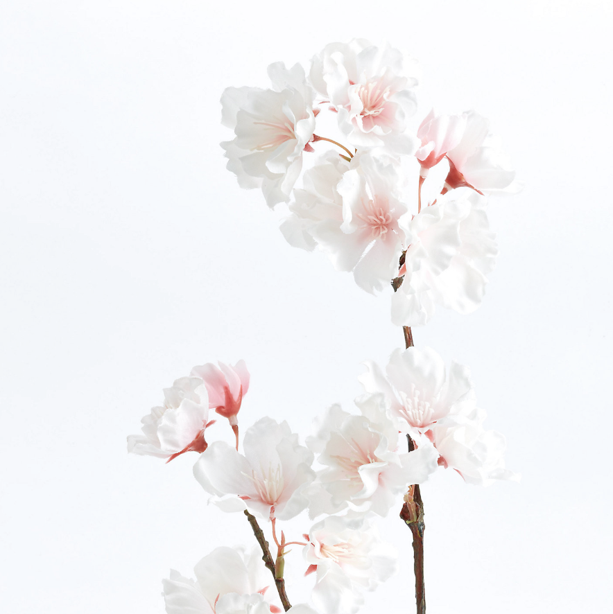 Branch of cherry blossoms with pink and white flowers on a white background