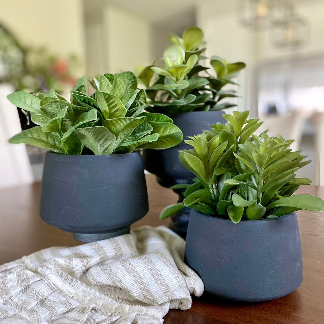 Black Potted Succulents