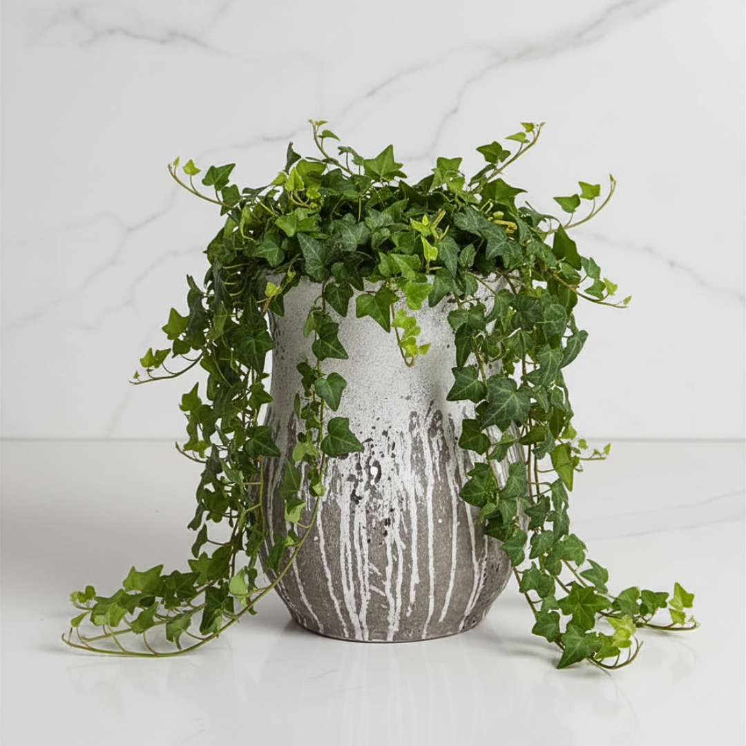 Potted plant with climbing ivy on a white background