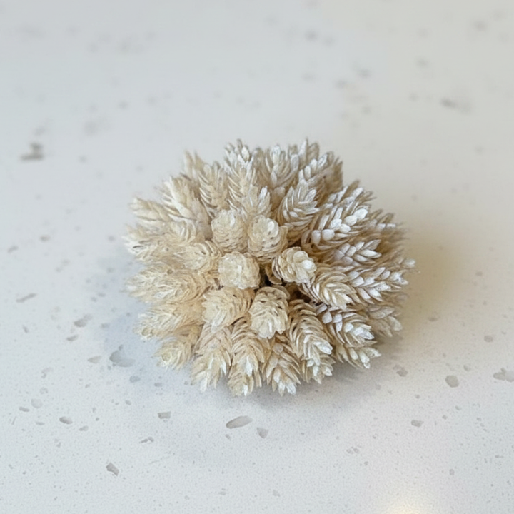 Decorative pearl hops half sphere on a light gray surface