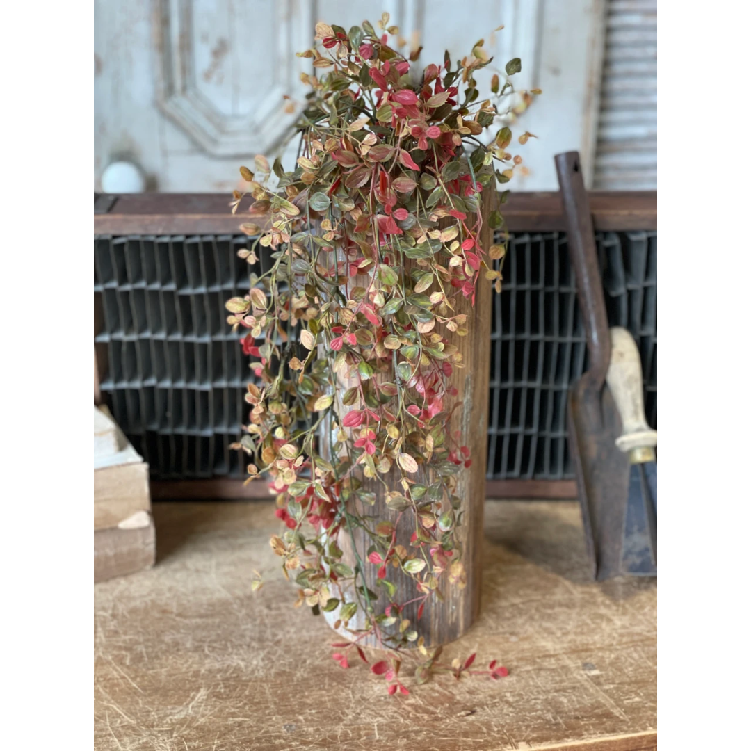 Pimpernel Hanging Vine