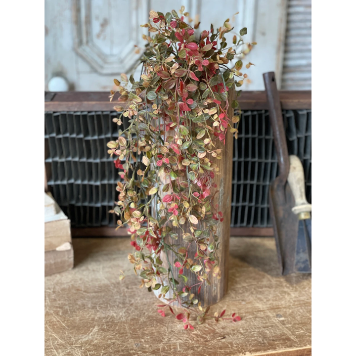 Pimpernel Hanging Vine