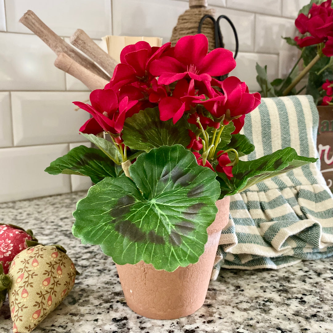 Potted Red Geranium