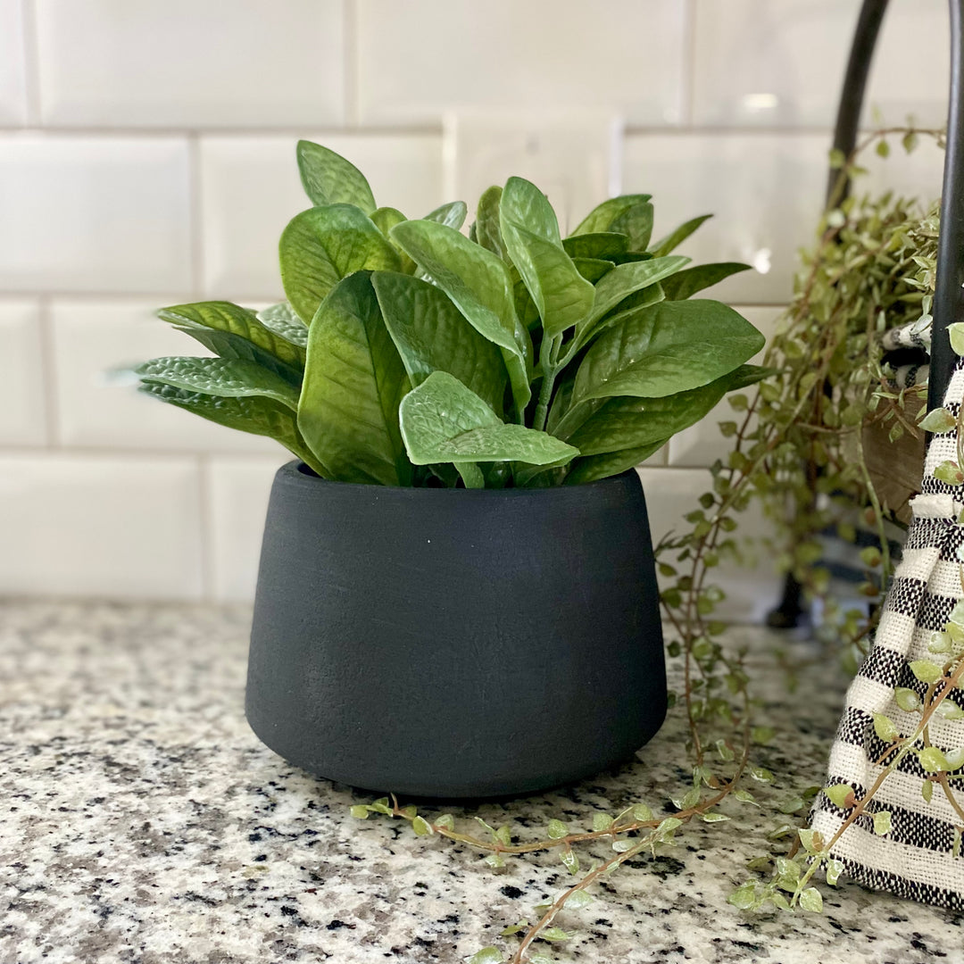 Green potted plant on a kitchen counter with a tiled wall background