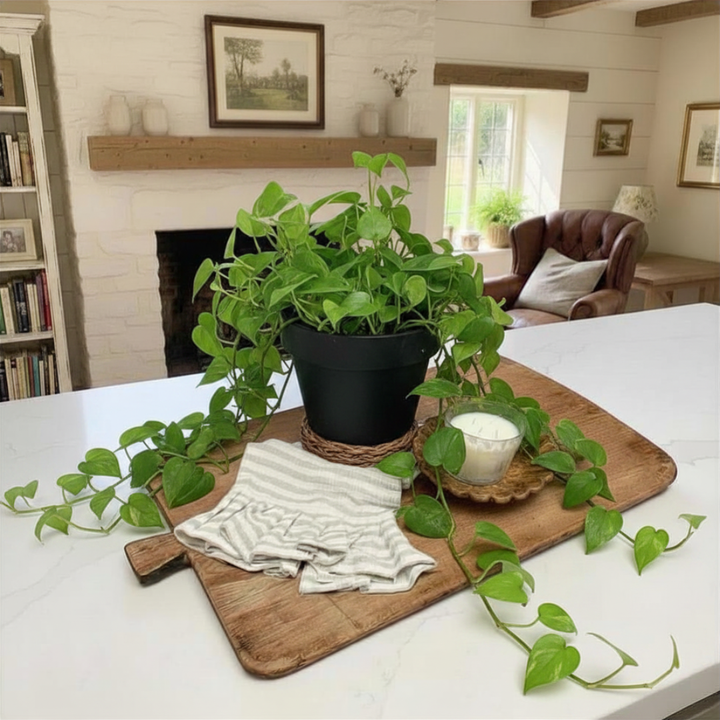 Potted plant on a vintage wooden bread board with a white cloth in a cozy living room.