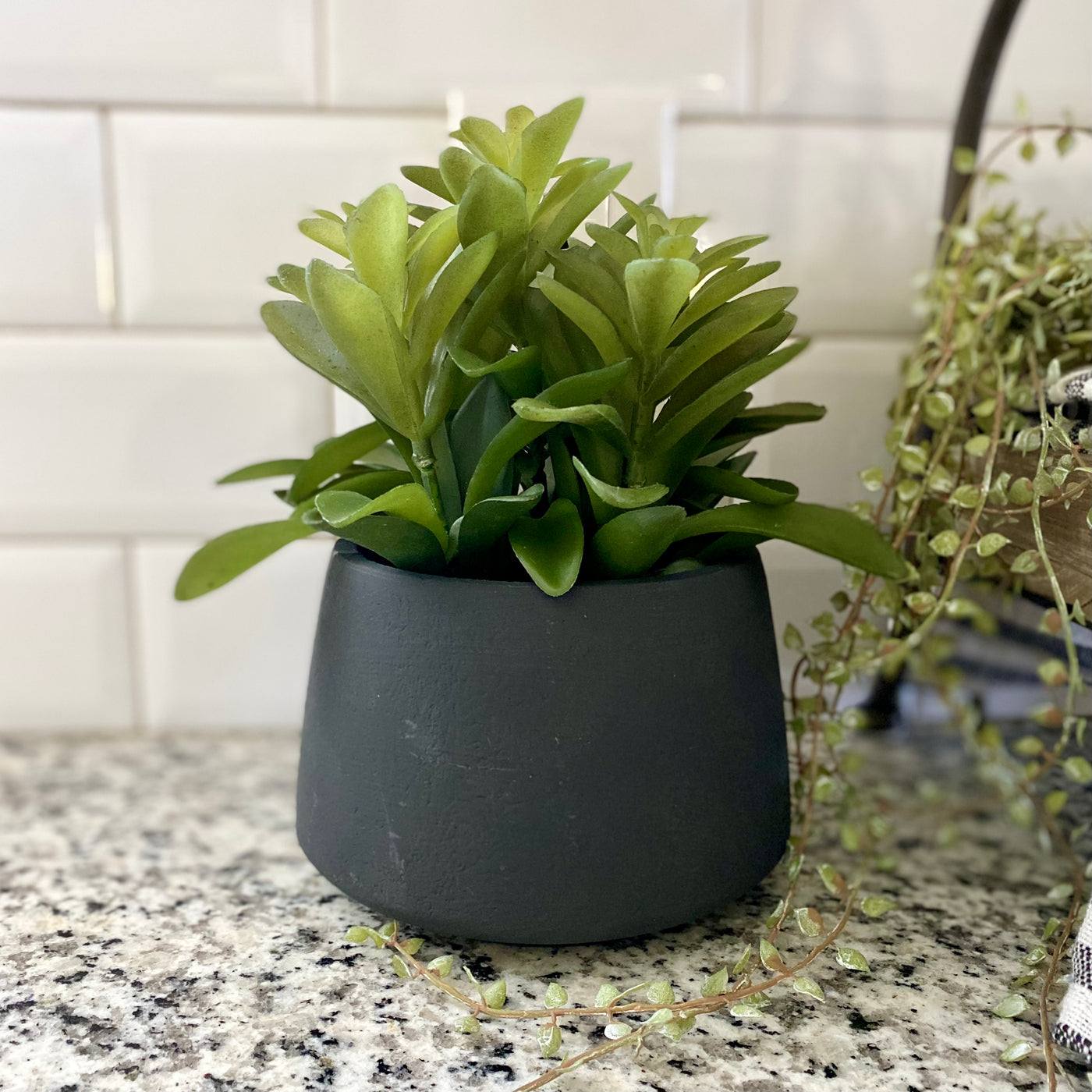 Black Potted Succulents