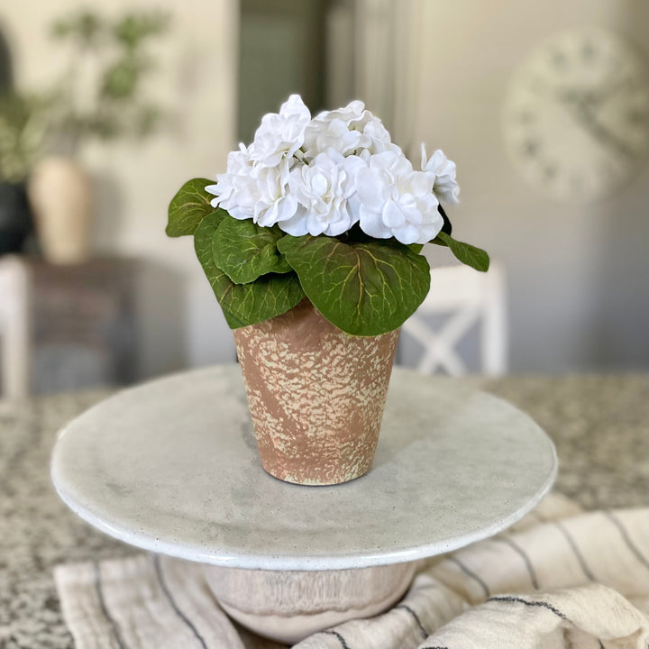 White African Violet