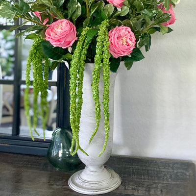 Amaranthus Hanging Spray