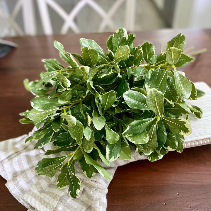 Pittosporum Leaf Stem