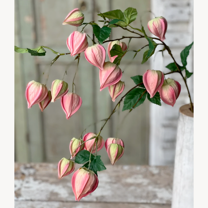 Set/3 Pink Lamplighter Buds