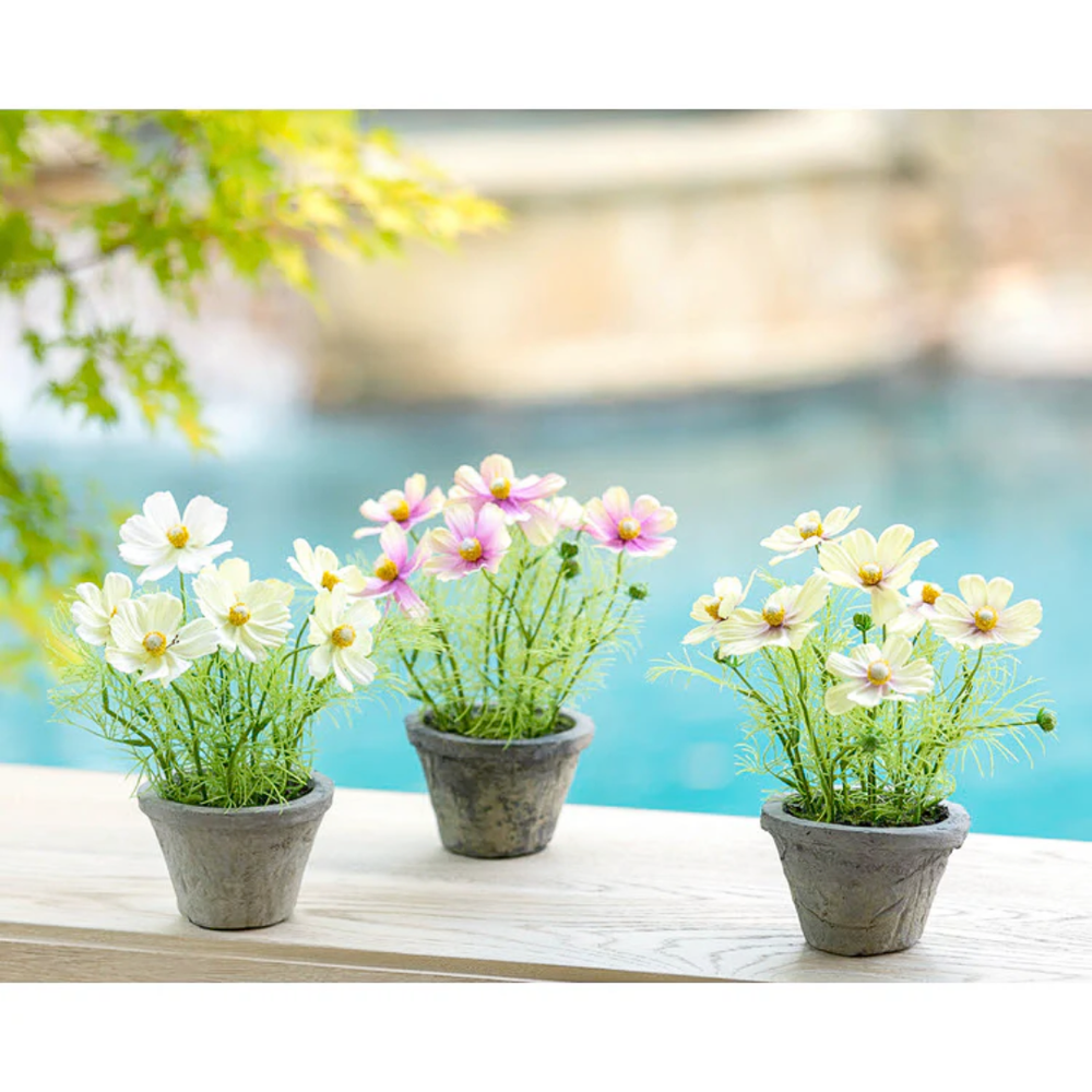 Three small potted flowering cosmos plants with flowers on a wooden surface by a body of water.