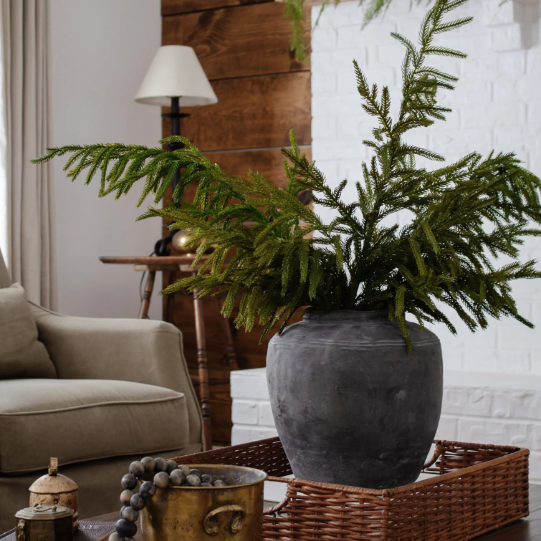 Norfolk Pine Sprays in a gray cement pot on a coffee table in a living room setting with a couch and lamp in the background.
