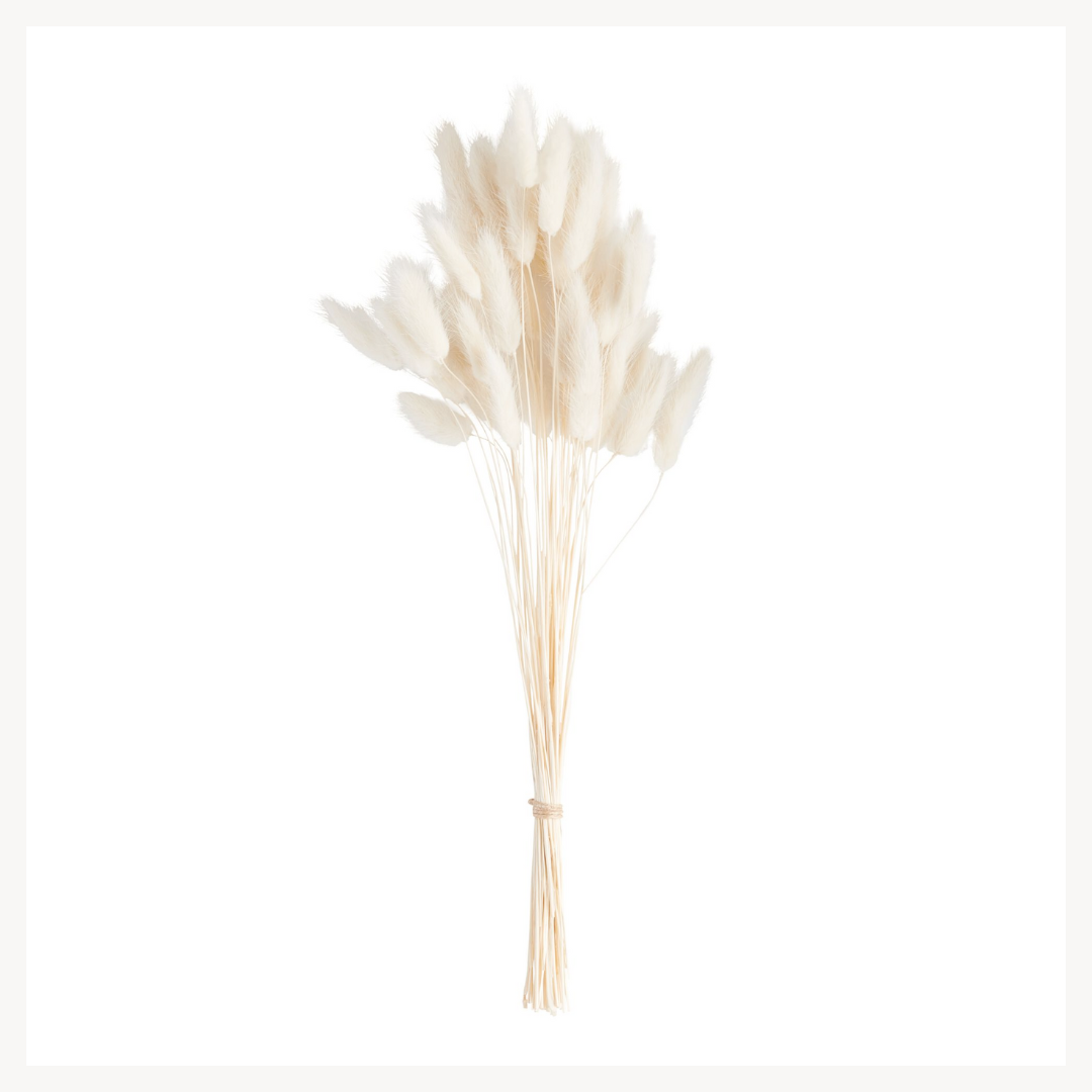 Bouquet of dried white flowers on a white background