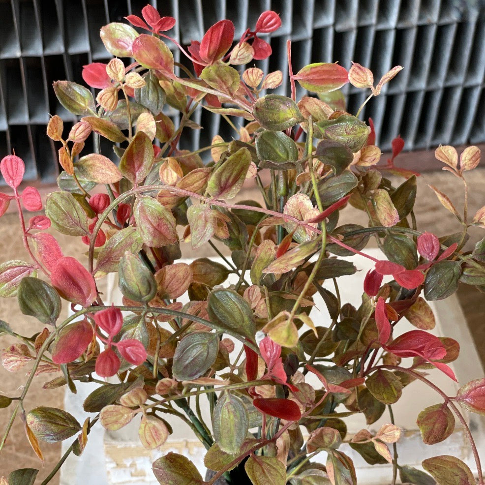 Pimpernel Hanging Vine