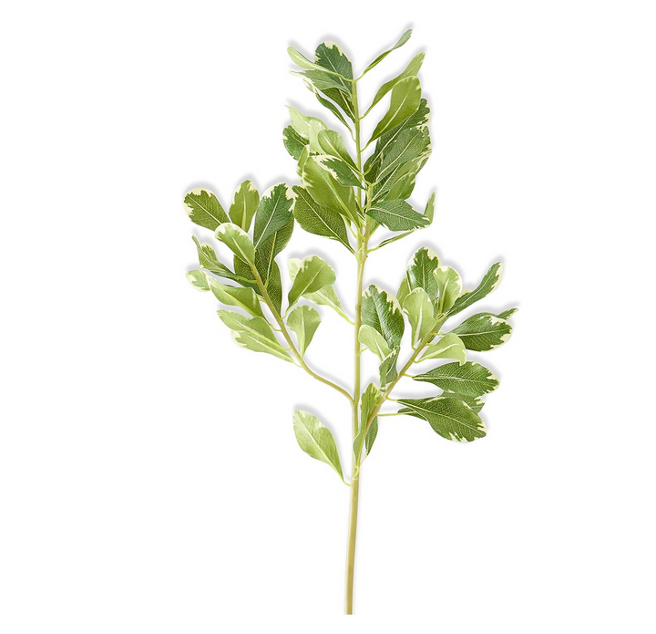 A lifelike Pittosporum greenery stem with deep green leaves 