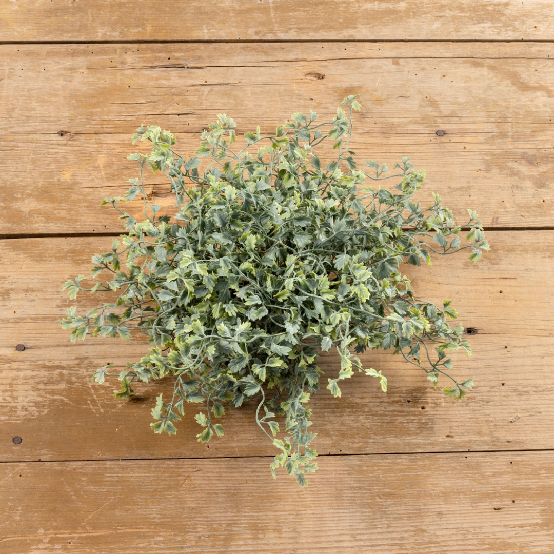 Wild Celery Half Sphere