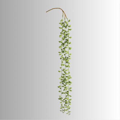 String of Pearl Hanging Succulent Vine