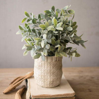 Sage Plant