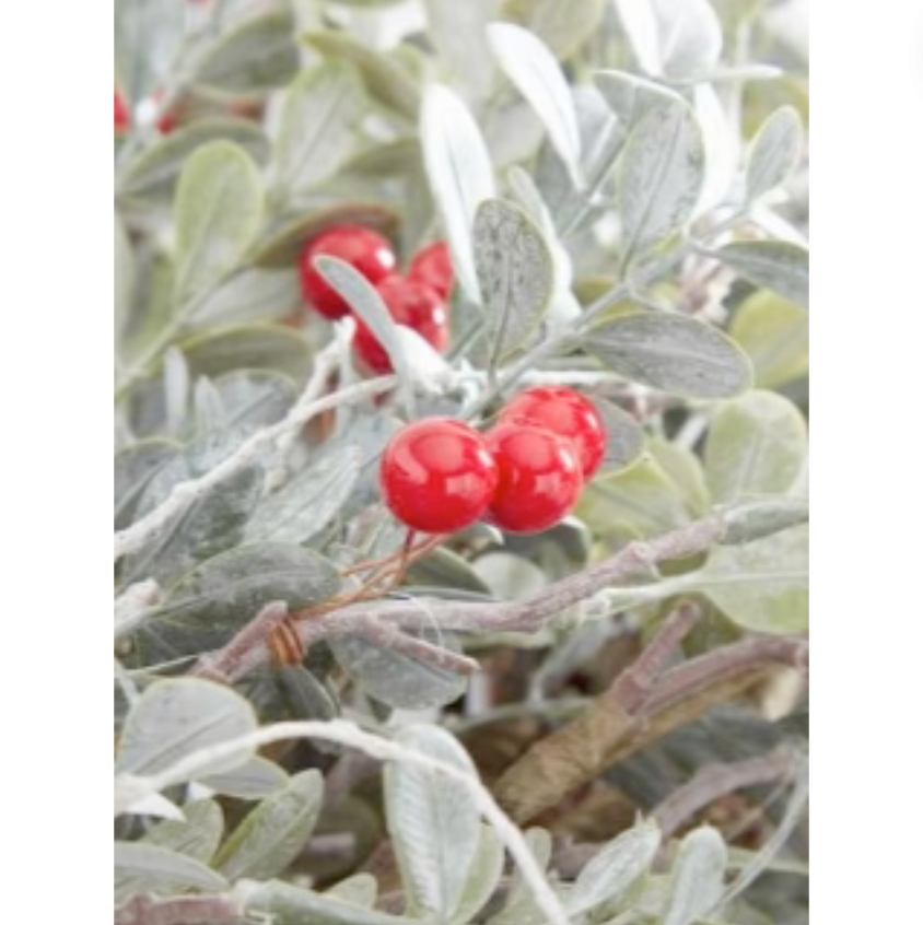 Powdered Boxwood Tree With Red Berries