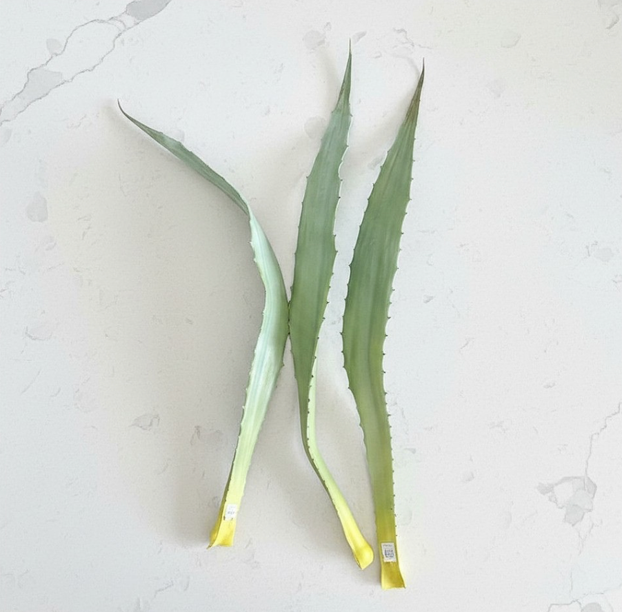 Three long, narrow green aloe leaves with serrated edges laid on a light off-white textured surface, with yellowed tips.