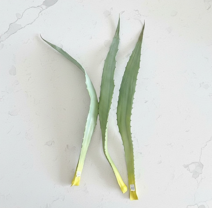 Three long, narrow green aloe leaves with serrated edges laid on a light off-white textured surface, with yellowed tips.