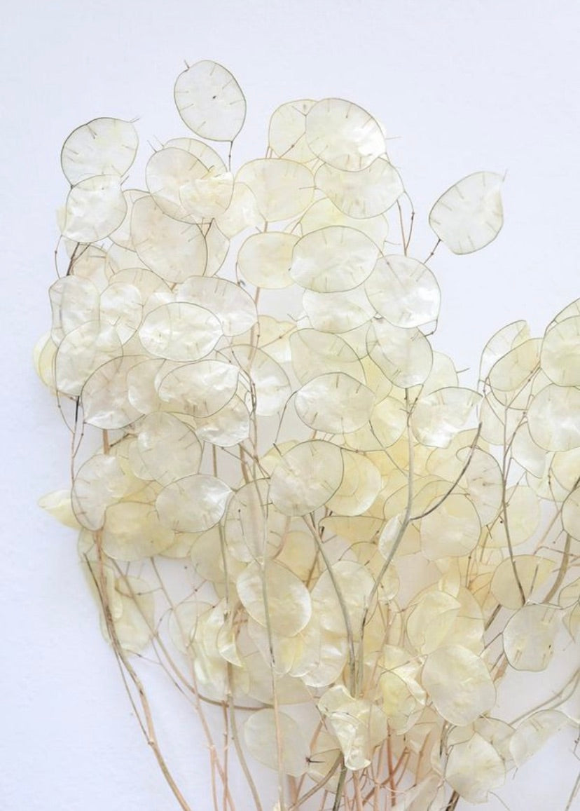 Set/3 Silver Dollar Stems