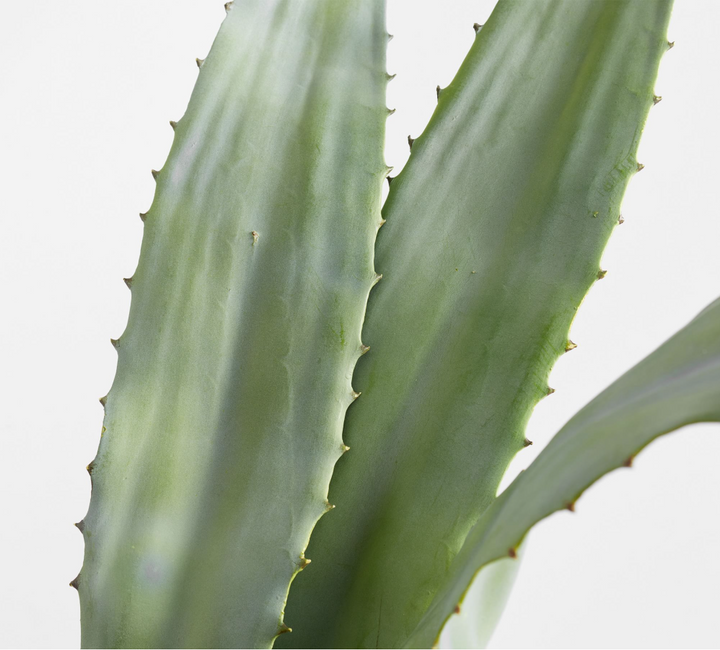 Close-up of a succulent plant with thick, fleshy, ribbed green leaves featuring serrated edges, set against a clean white background.