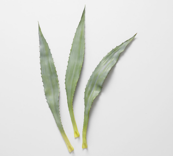 Three long, narrow green aloe leaves with serrated edges arranged vertically on a plain light gray background.