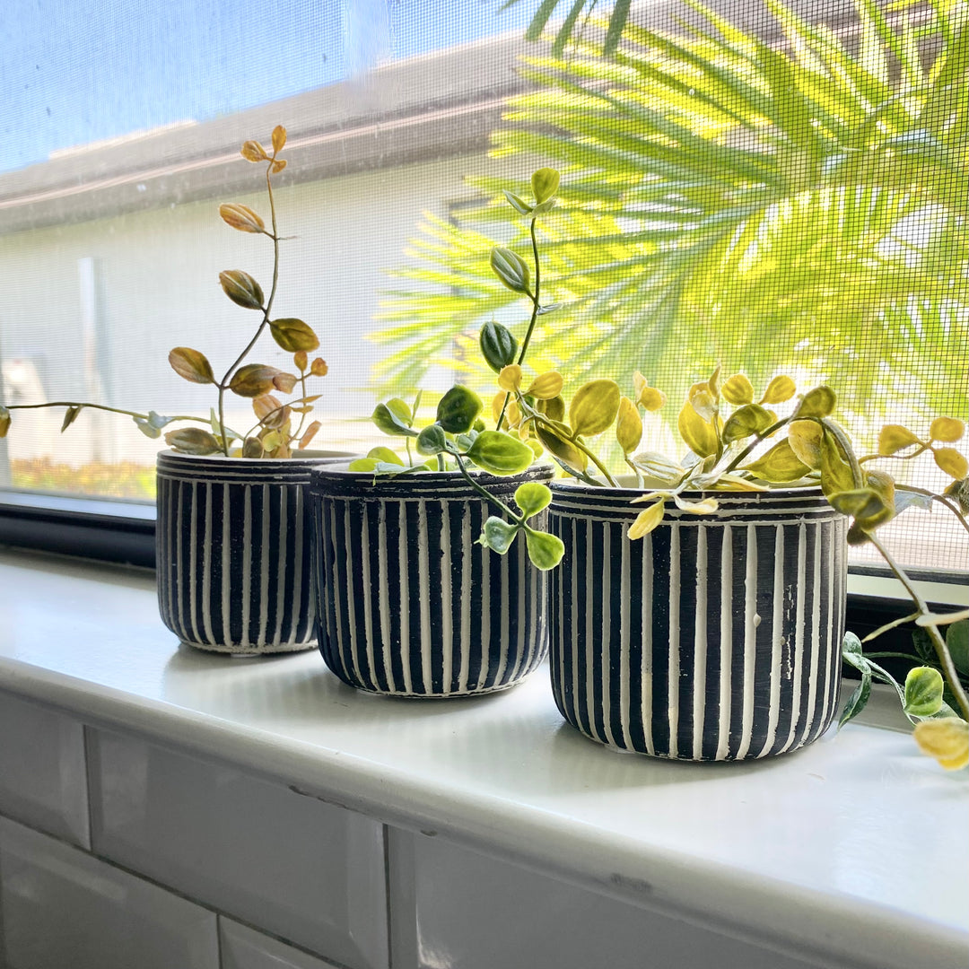 Three cylindrical cement planters with black and white pinstripes, placed on a windowsill with plants growing out of them.