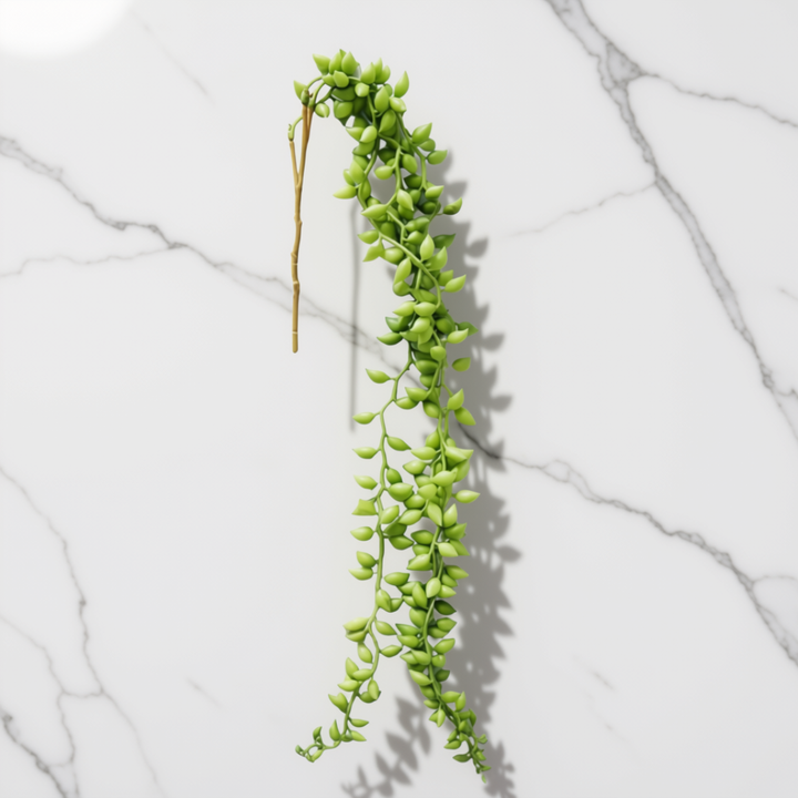 String of Pearl Hanging Succulent Vine with small rounded pearl shaped leaves and a few brown stems, hanging against a white marble surface with a soft shadow.