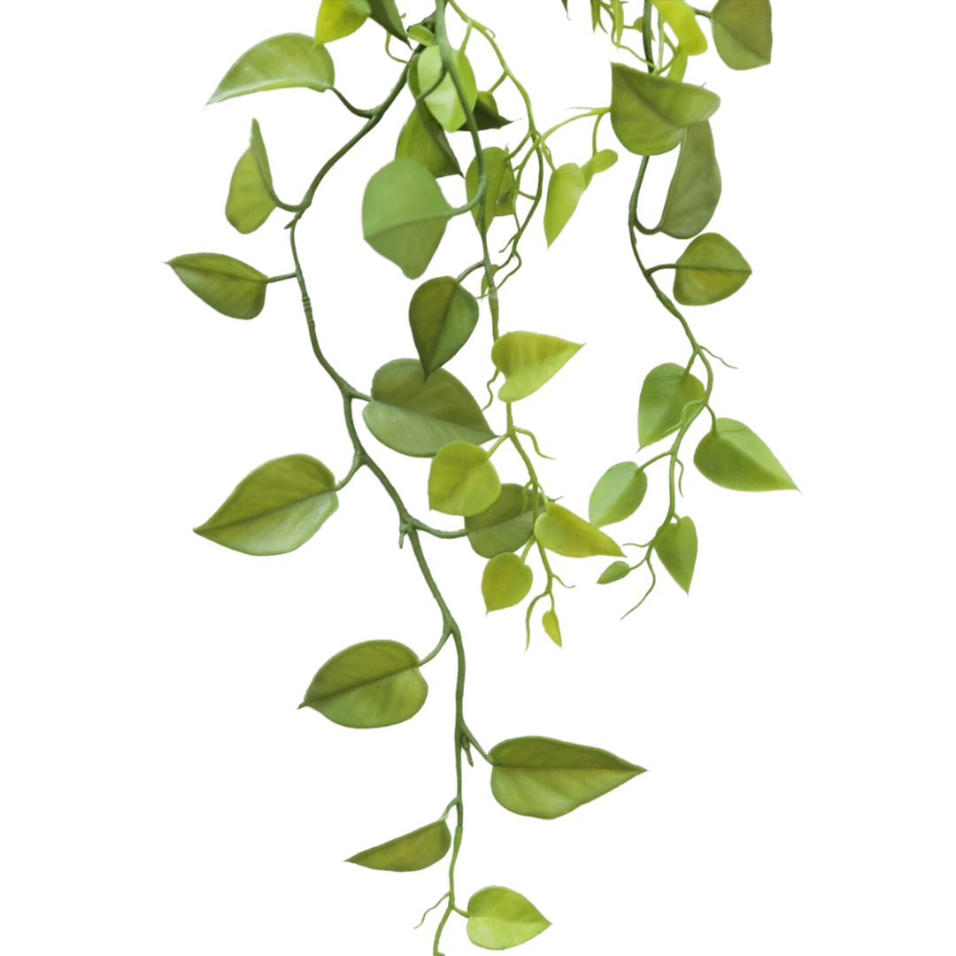 Philodendron Hanging Plant