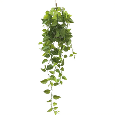Philodendron Hanging Plant