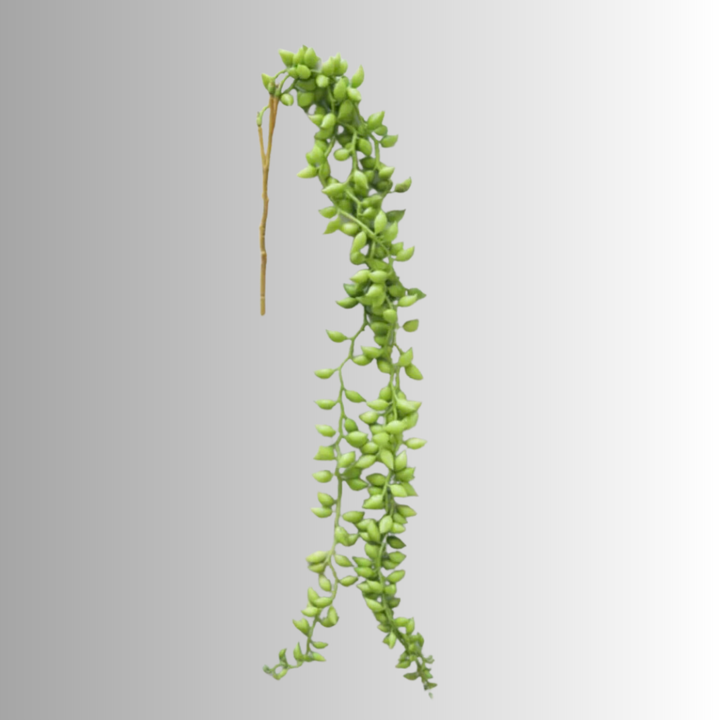 String of Pearl Hanging Succulent Vine