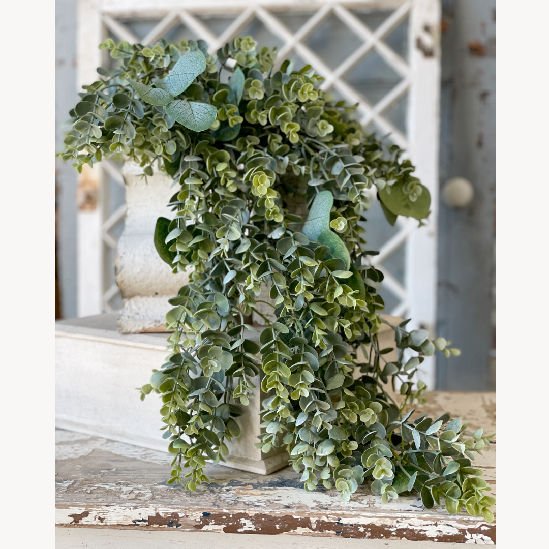 Draping Eucalyptus Vine