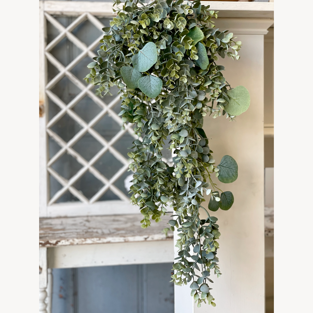 Draping Eucalyptus Vine