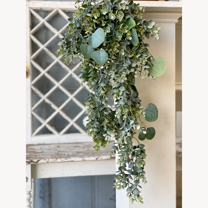Draping Eucalyptus Vine