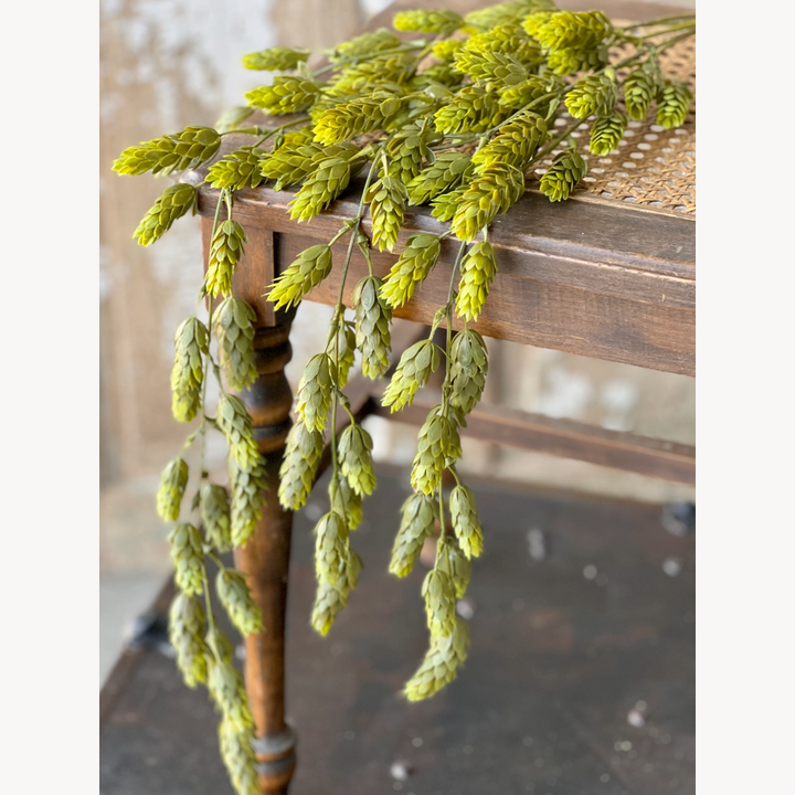 Hops Draping Greens
