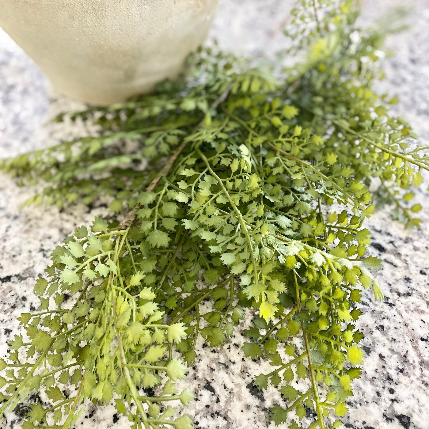 Maidenhair Fern Stem