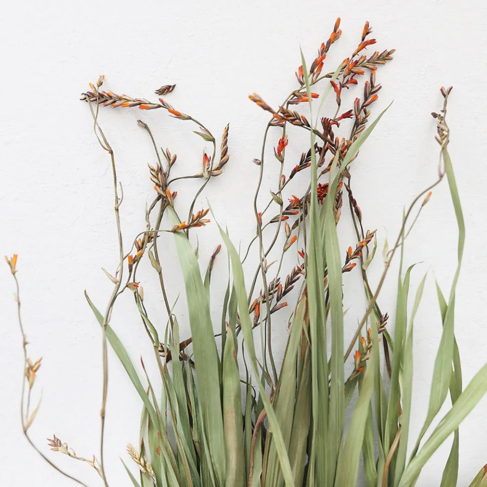 Dried Renanthera Orchid Grass